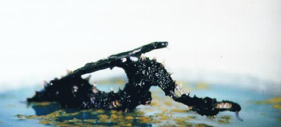 Zombie dragon in the swamp