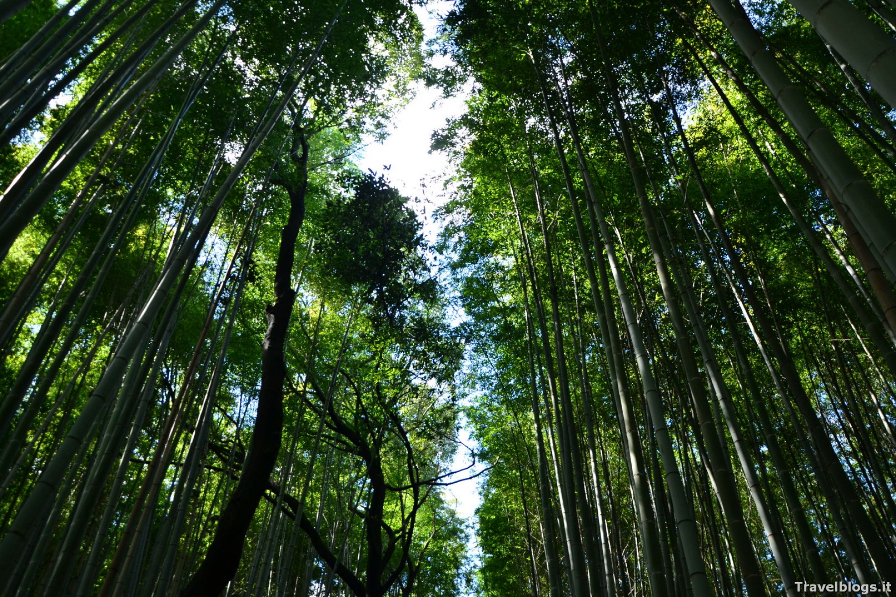 Foresta di bamboo di Arashiyama