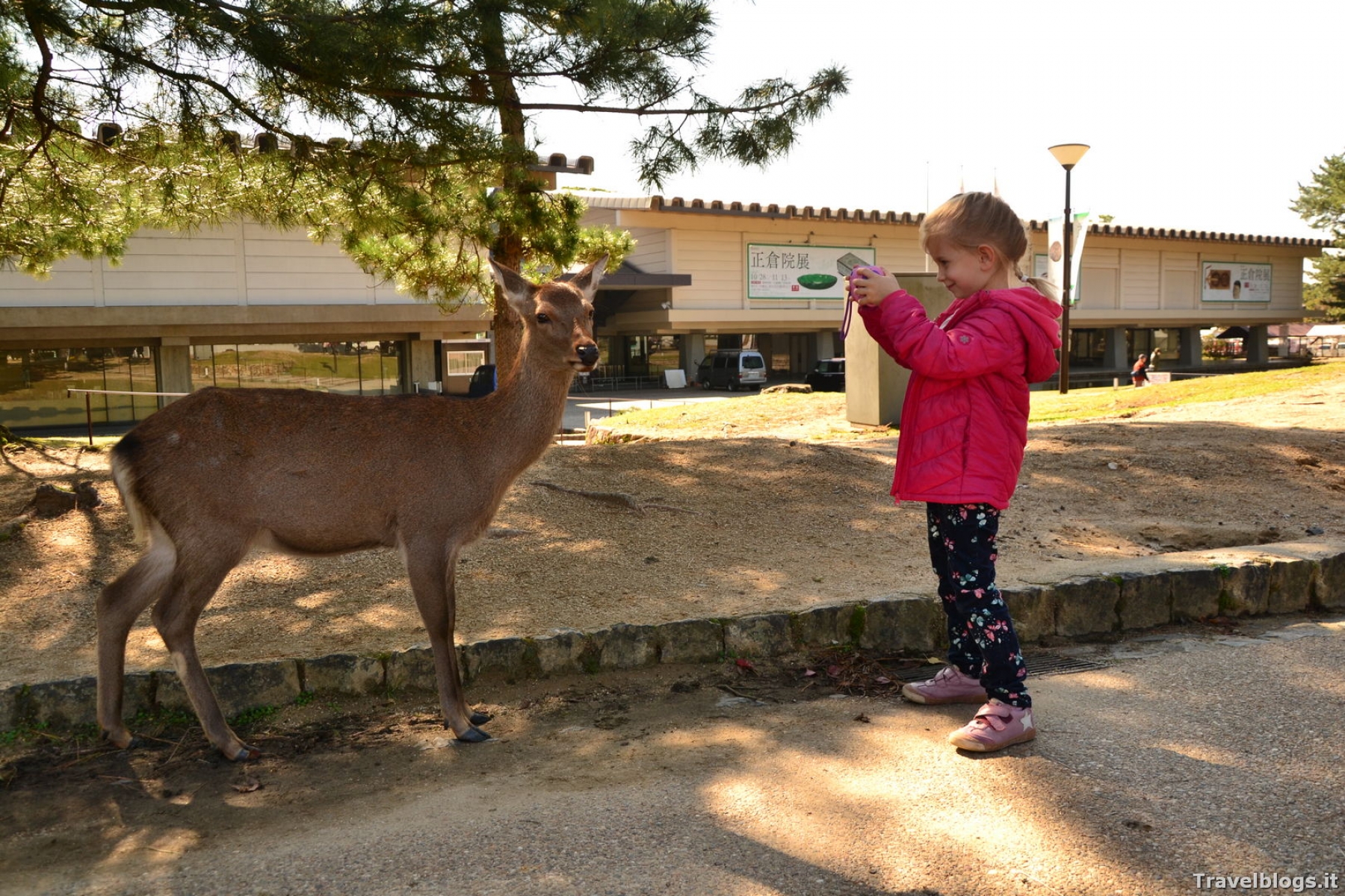Nara e i cervi addomesticati