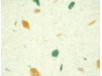 tricolor