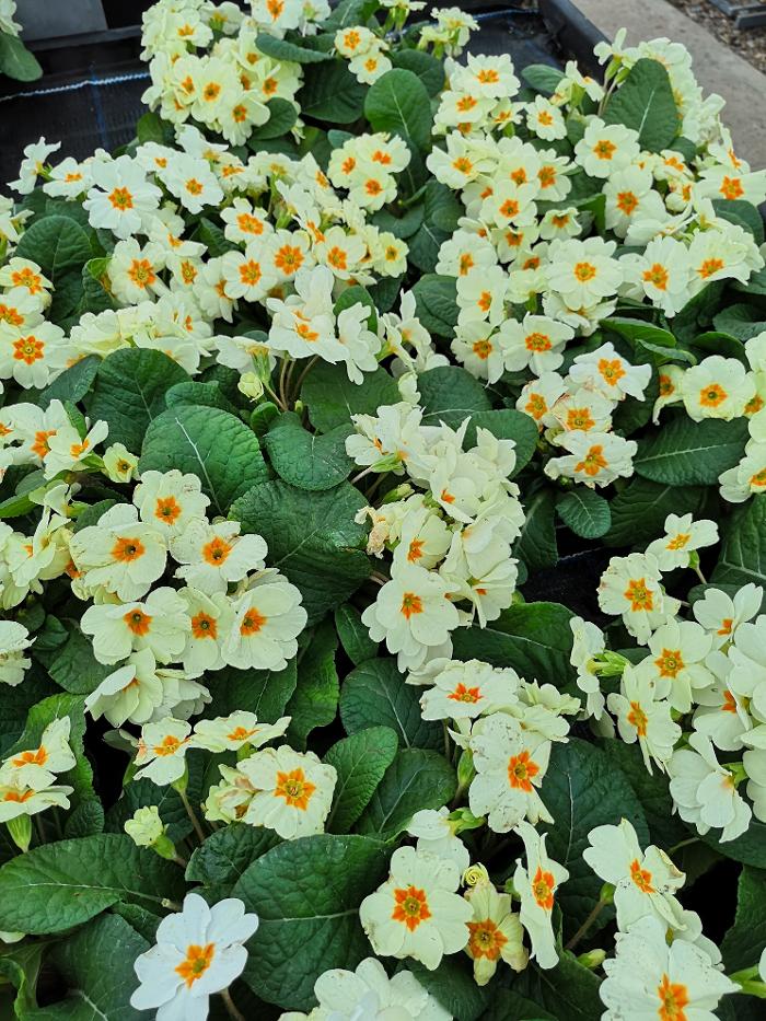 Cherry Lane Pulham Market