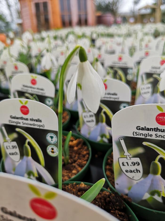 Cherry Lane Pulham Market