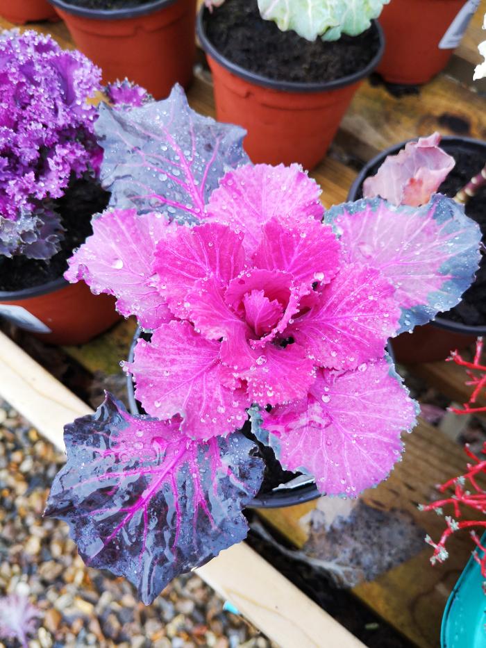 Cherry Lane Pulham Market