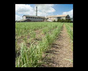 Bundaberg Sugar Ltd