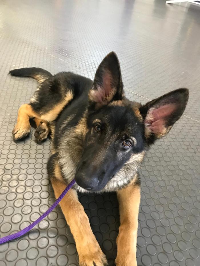 Richmond Dog Wizard - Richmond, VA