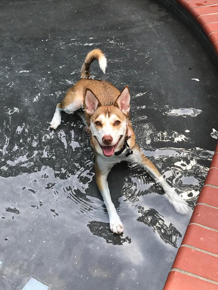 Richmond Dog Wizard - Richmond, VA