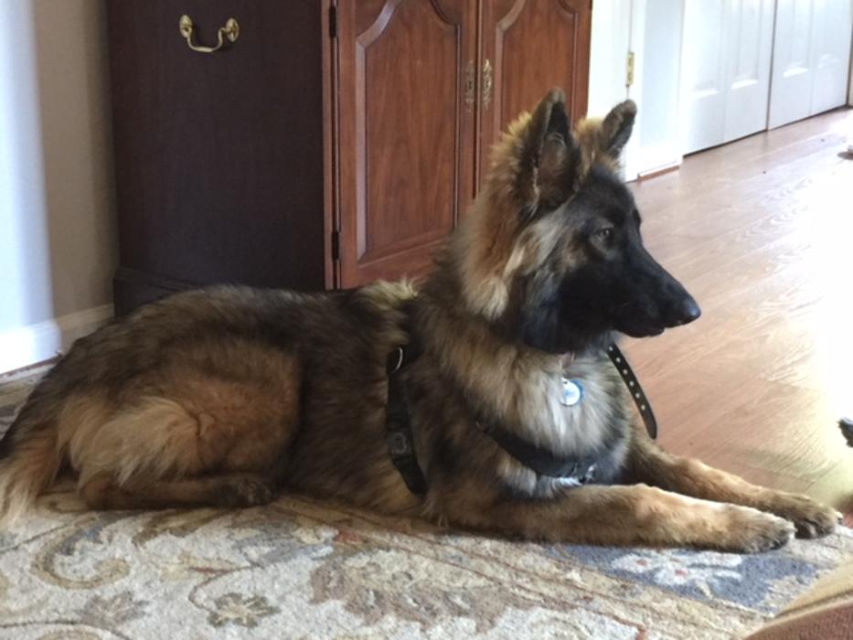 Richmond Dog Wizard - Richmond, VA