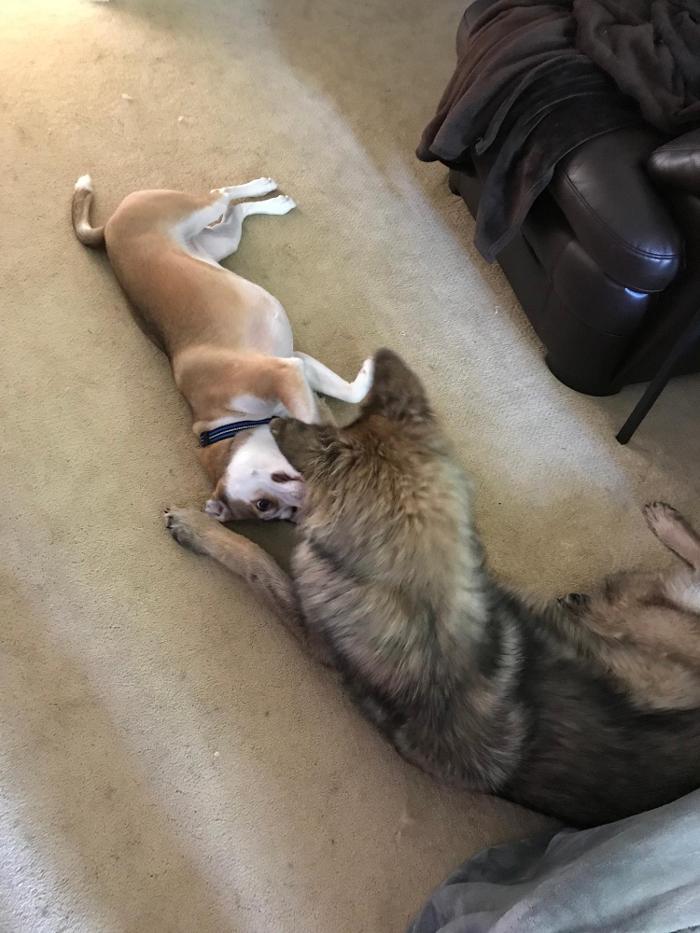 Richmond Dog Wizard - Richmond, VA