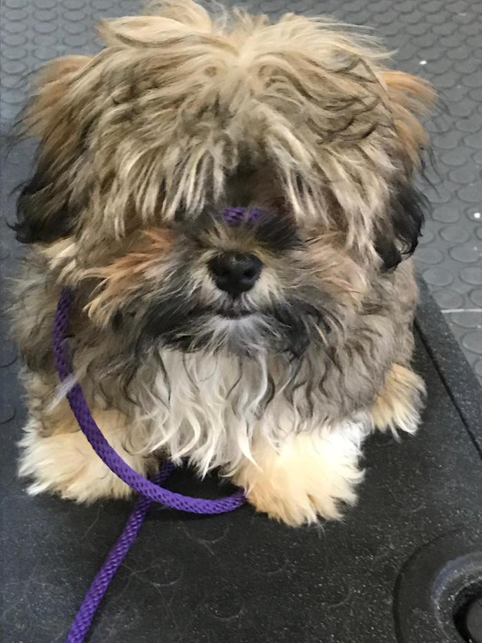 Richmond Dog Wizard - Richmond, VA