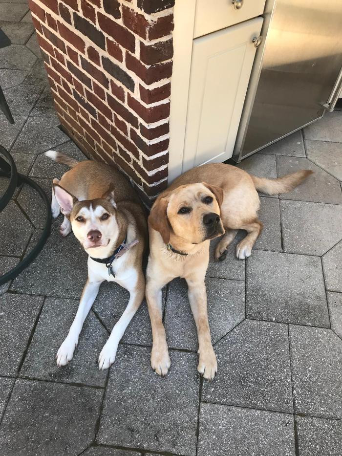 Richmond Dog Wizard - Richmond, VA