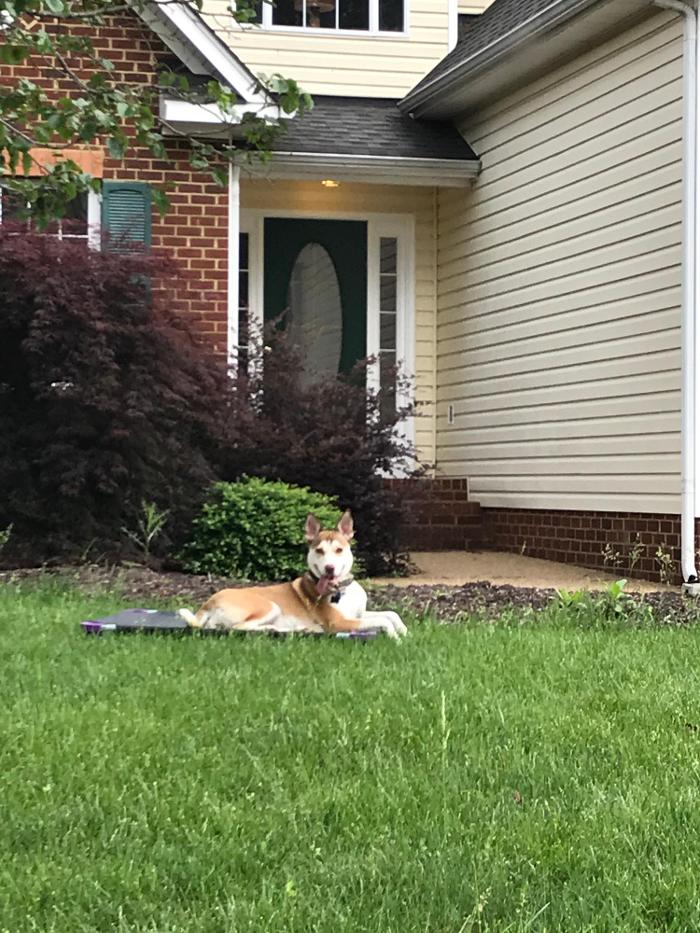 Richmond Dog Wizard - Richmond, VA