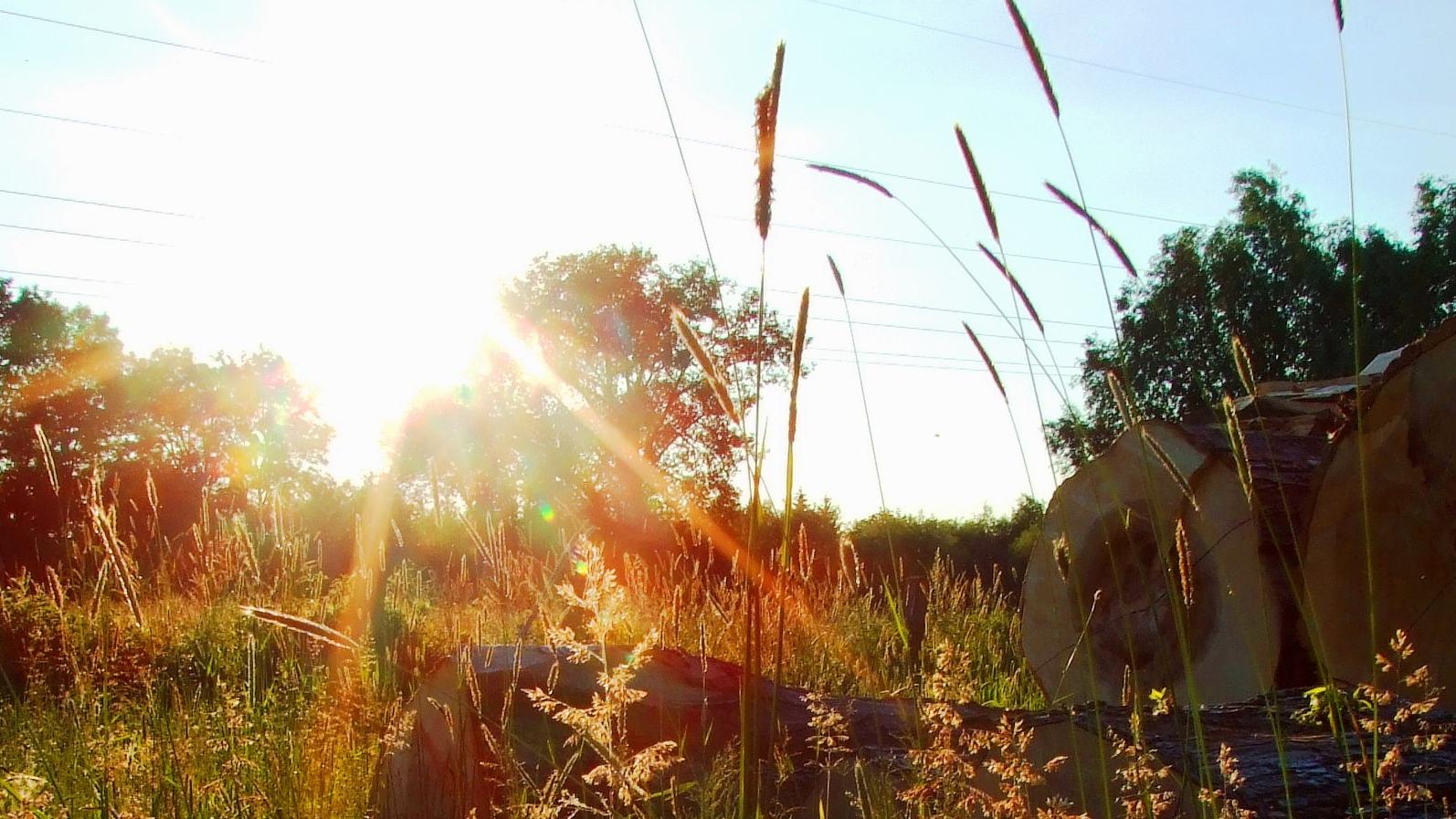 Baumpflege Klückers GmbH in Erwitte