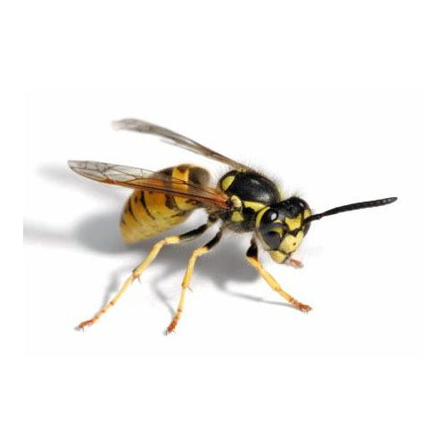 MJ Backhouse Pest Control - Selby, North Yorkshire YO8 3LX - 08005 426359 | ShowMeLocal.com