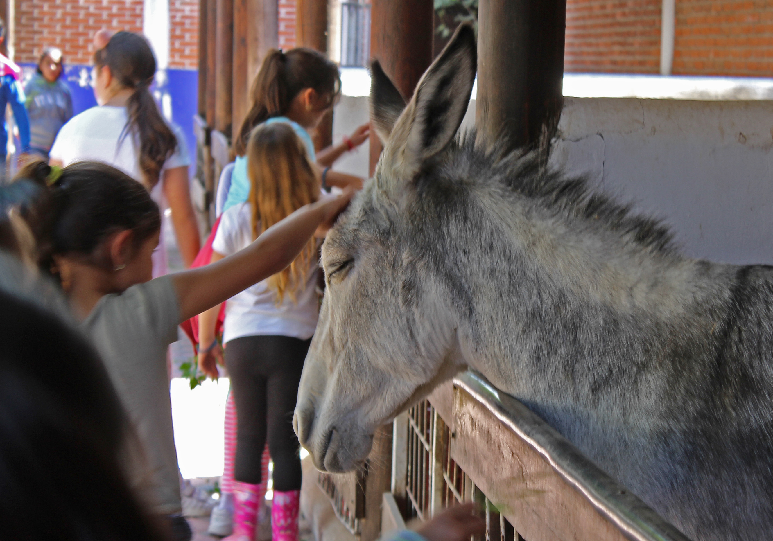 visitante acariciando a un animal en Granja Zavaleta