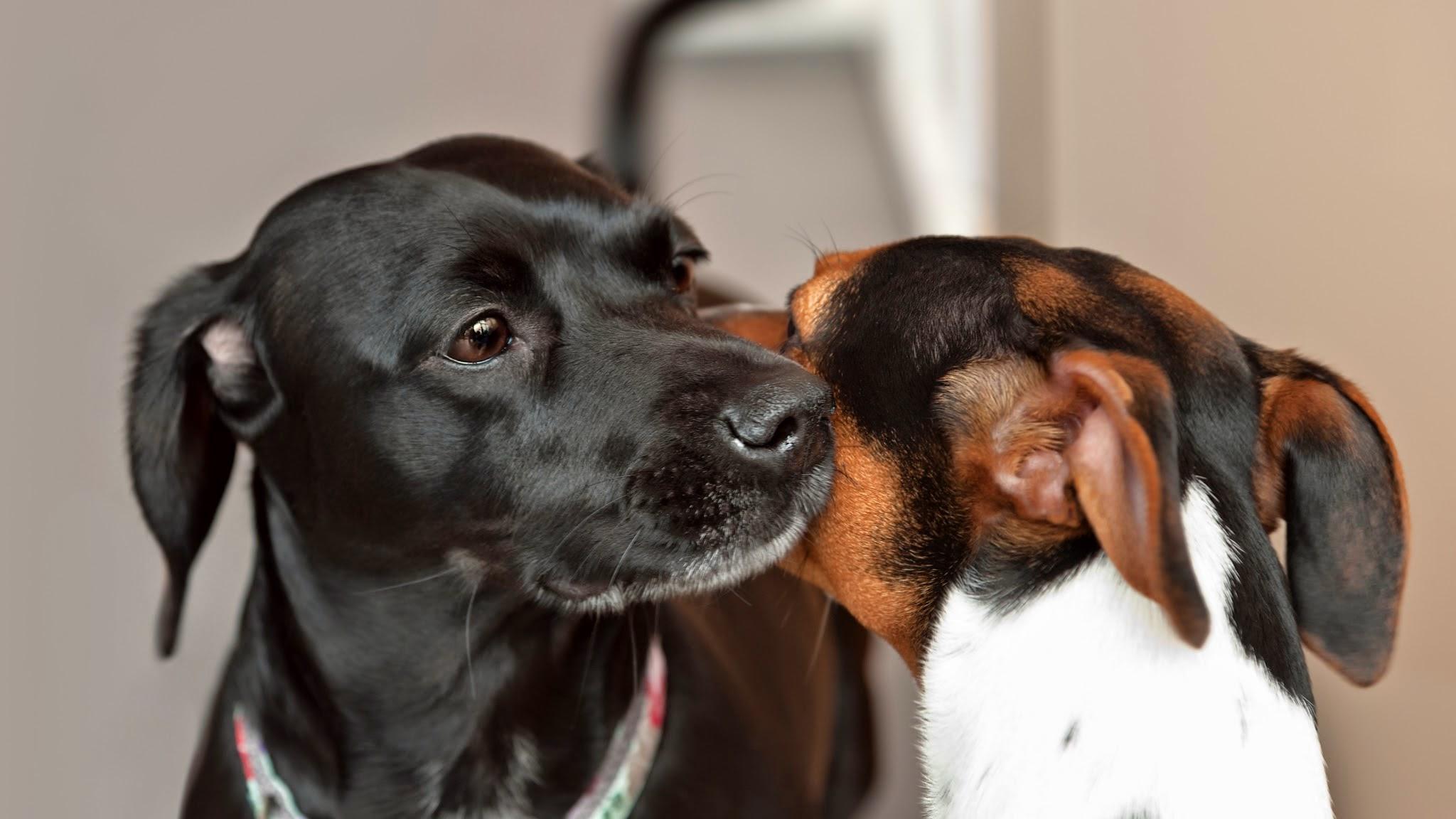 Tierarztpraxis Pfahl-Kreis, pets-in-motion, Gimmersdorfer Straße in Wachtberg