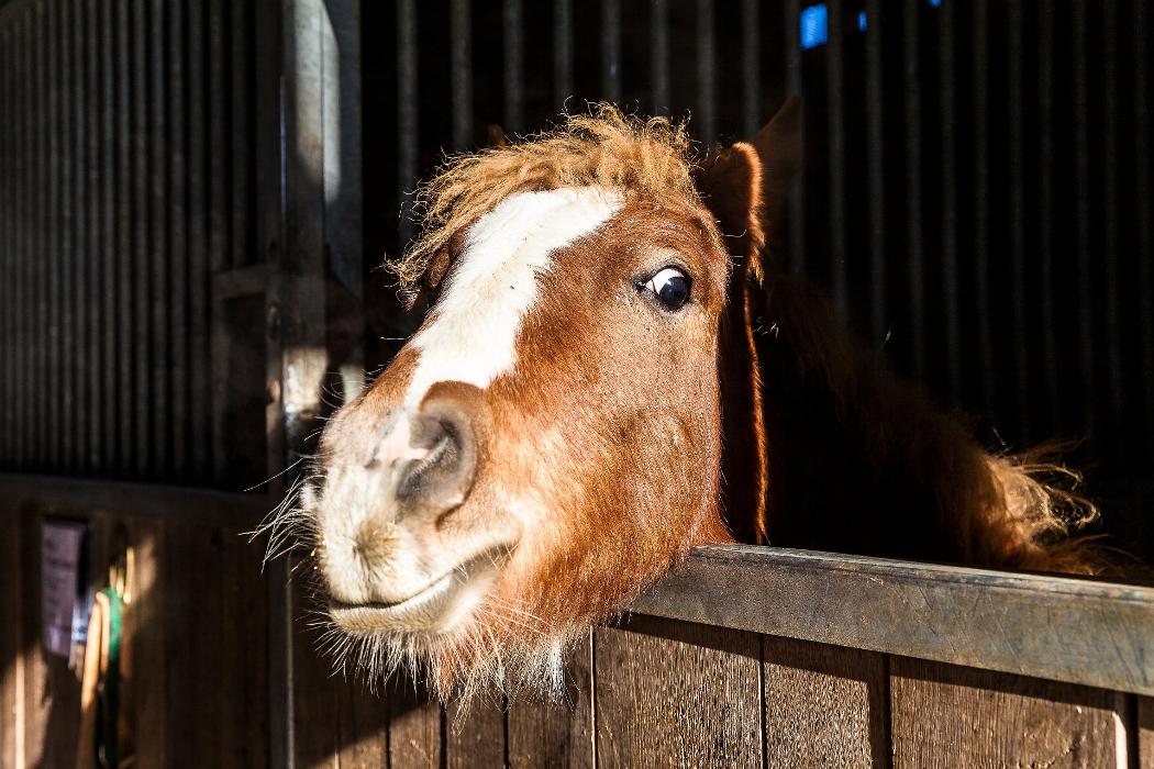 Tierklinik24, Schmittenweg in Staffelbach