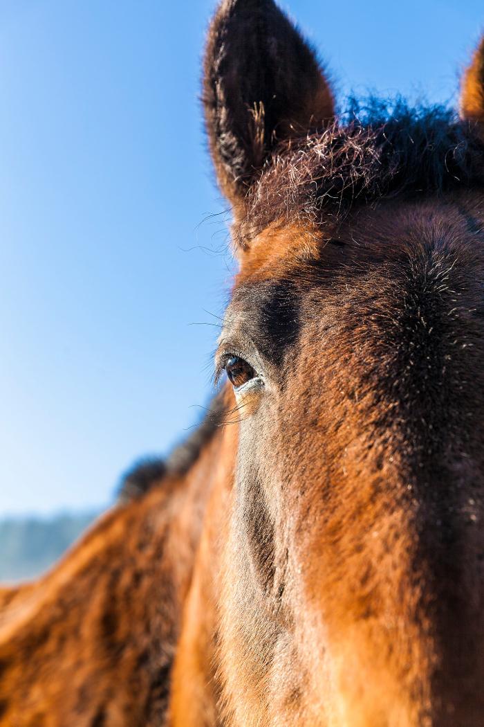 Tierklinik24, Schmittenweg in Staffelbach
