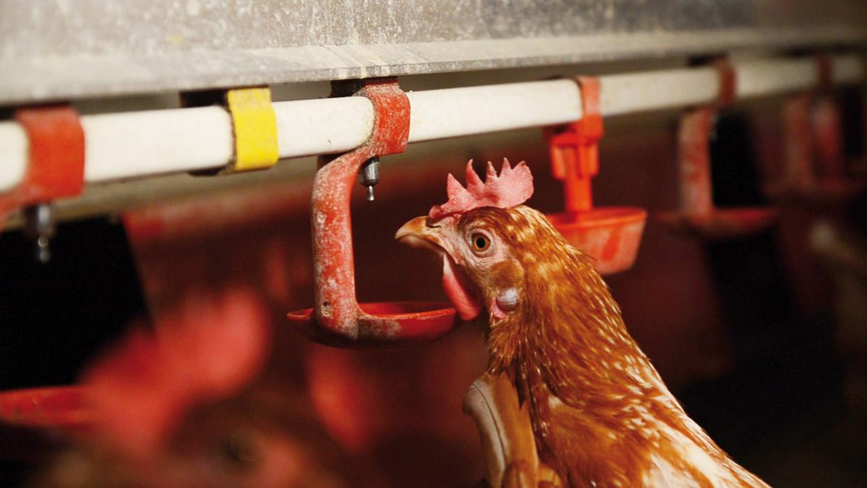 Hofladen Vinschgerhof - Eier Milch Fleisch Obst Gemüse Absam Innsbruck, In der Wiesn in Absam