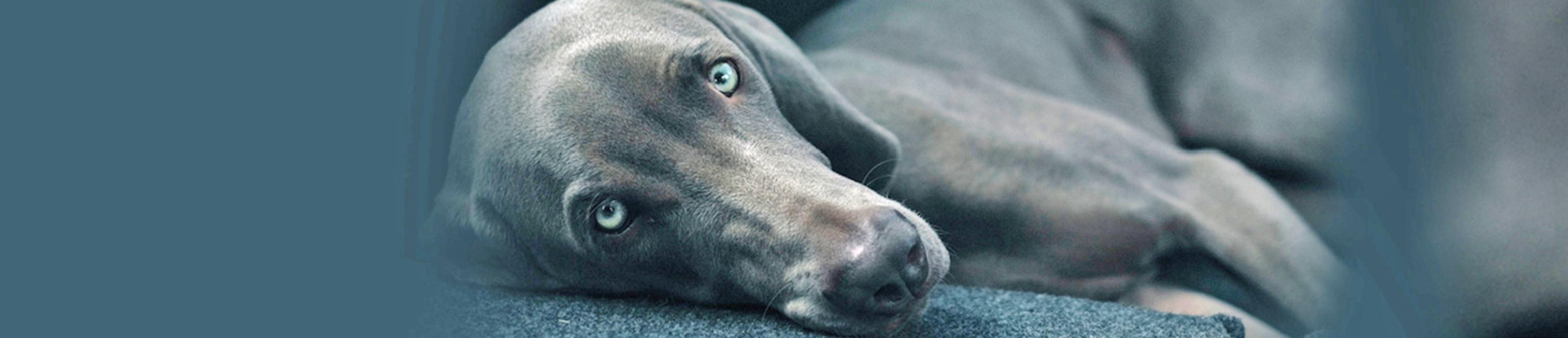 Tierärztliche Klinik Gessertshausen, Grasweg in Gessertshausen