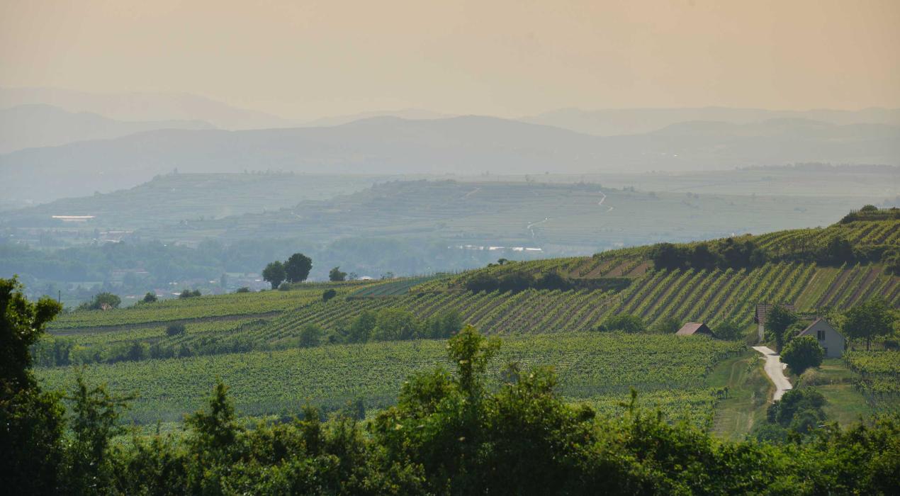 Weingut Florian Bauer, Neufang in Feuersbrunn