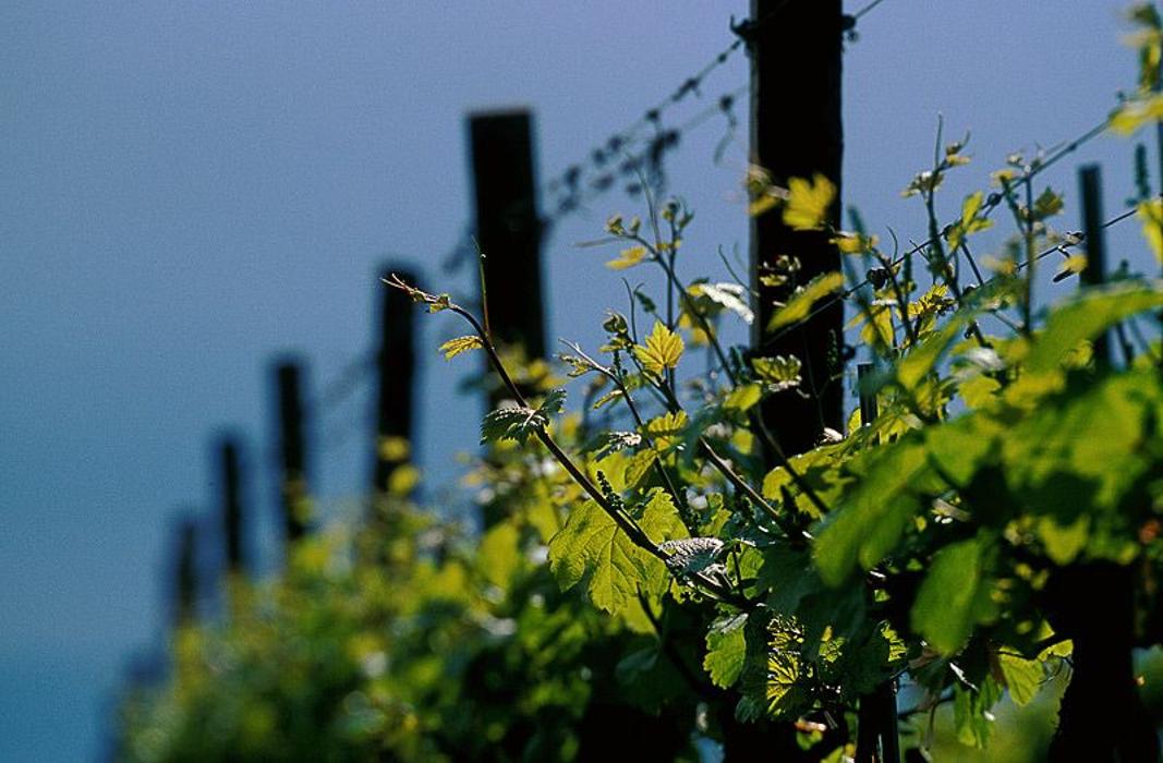 Weingut Florian Bauer, Neufang in Feuersbrunn