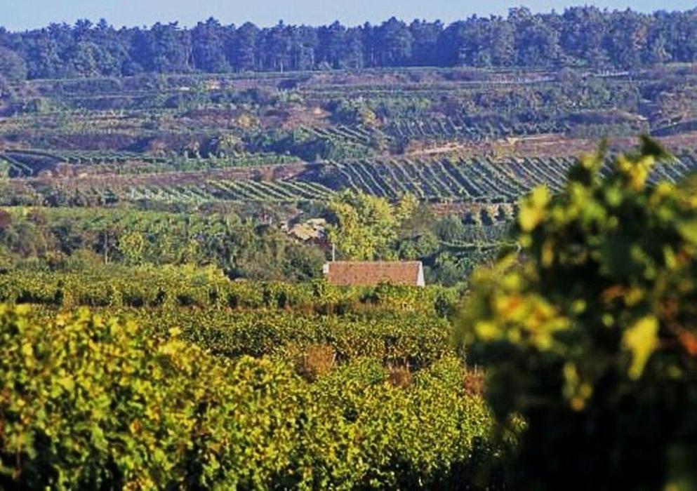 Weingut Florian Bauer, Neufang in Feuersbrunn