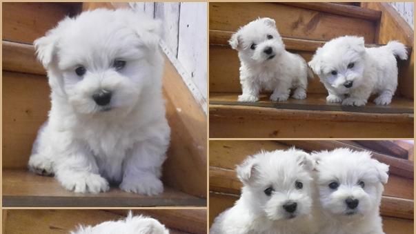 Nice Dog - Hundesalon - West-Highland-White-Terrier, Escherder Kirchweg in Giesen