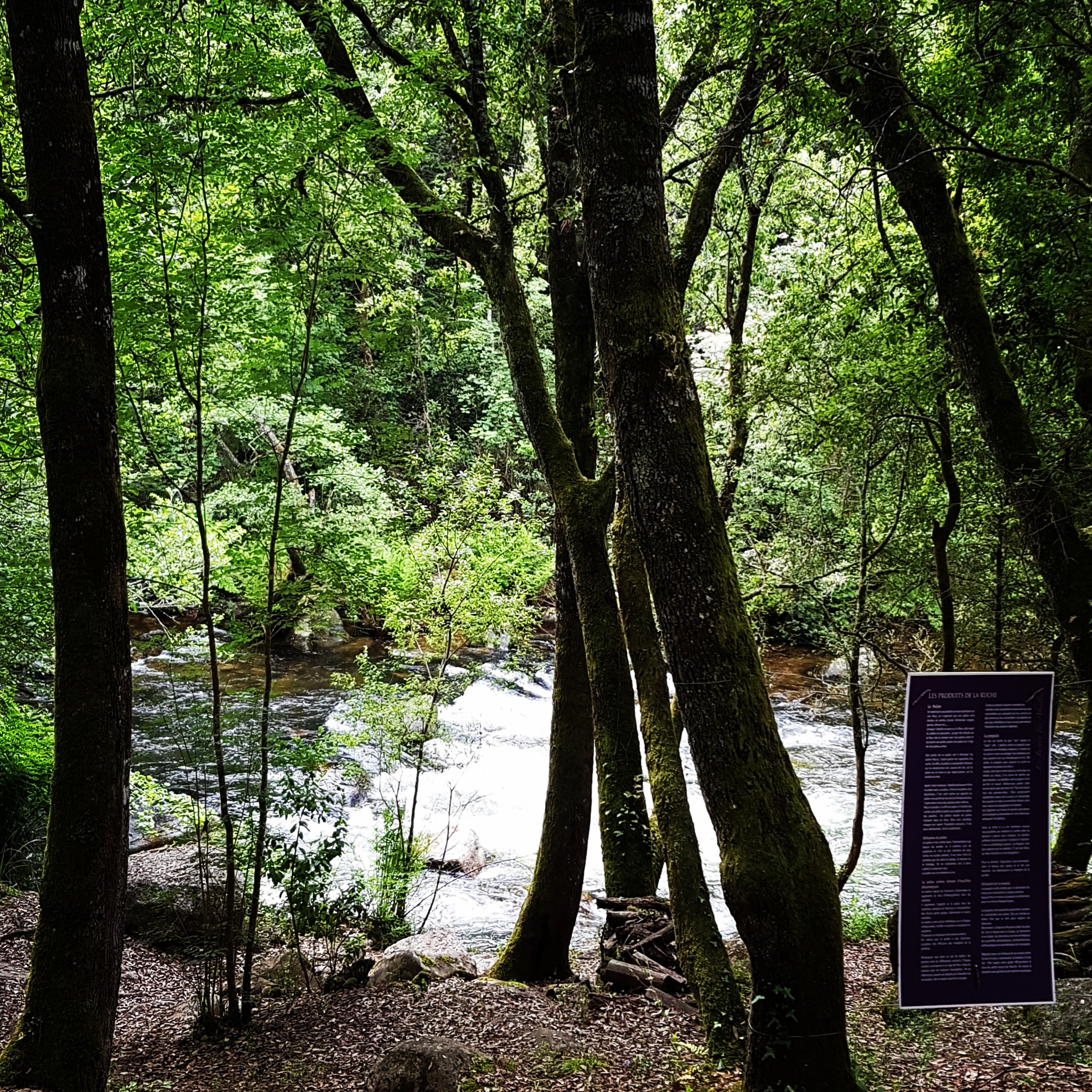 Miniature de la galerie