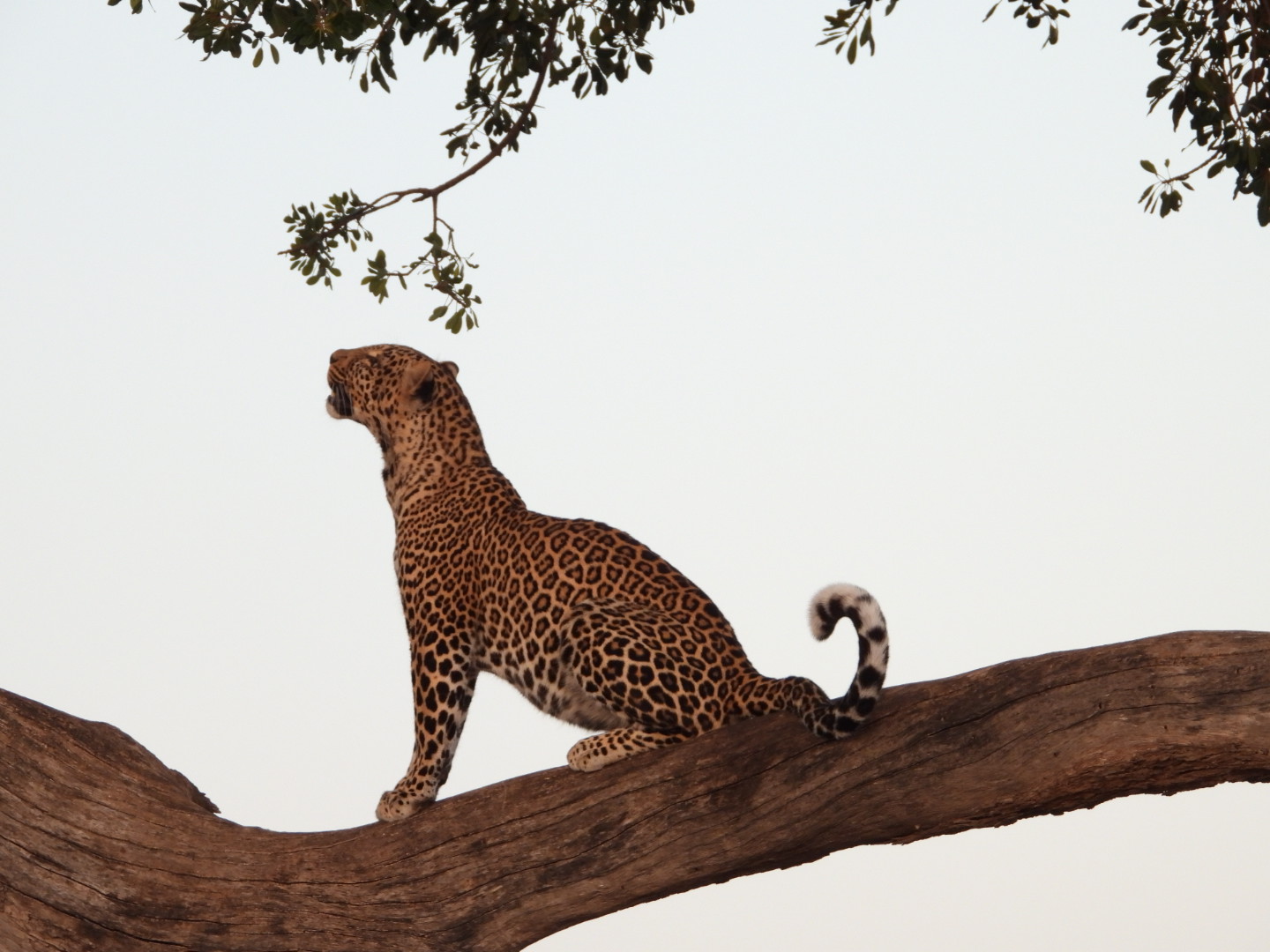 Rachel Cleary Travel