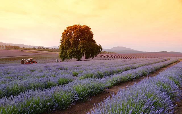 Bridport Holiday Park