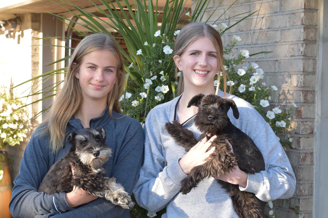 Canyon's Miniature Schnauzers