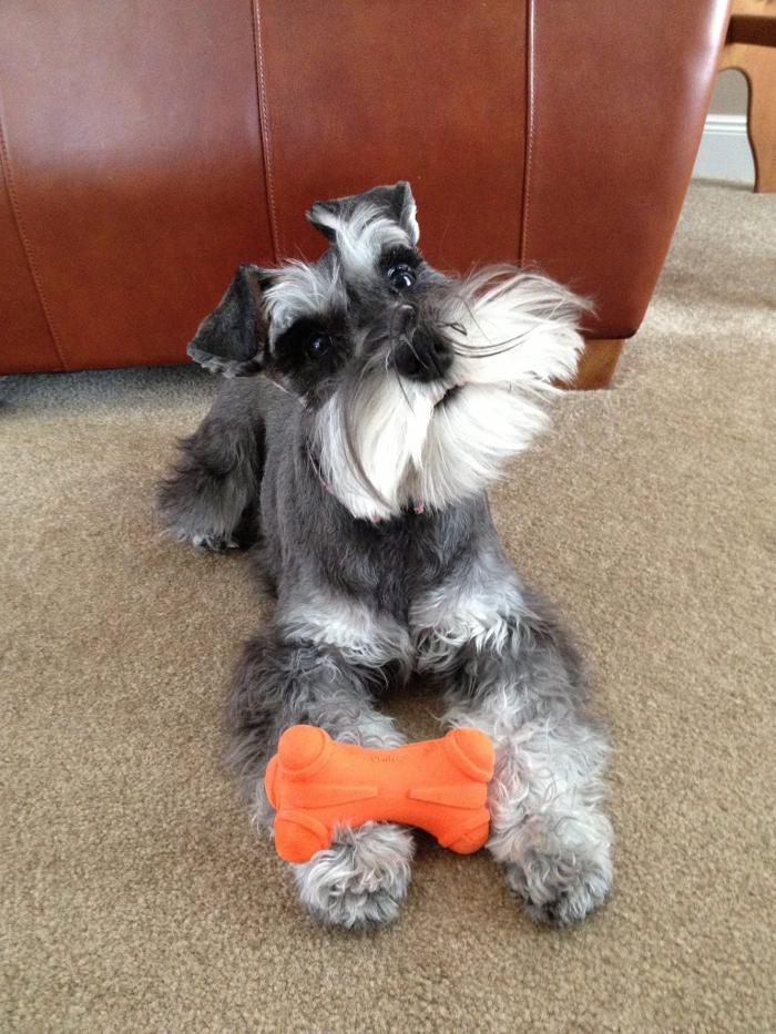 Canyon's Miniature Schnauzers