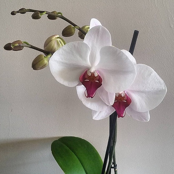 Hanging Basket Florist