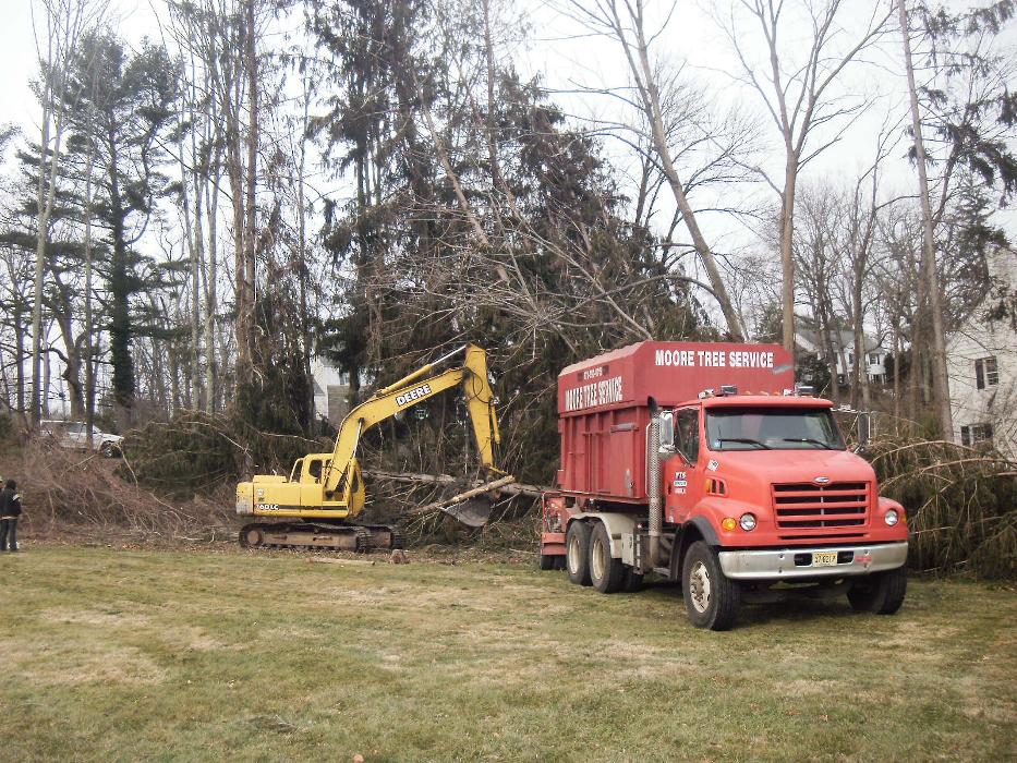 Moores Tree Service Image