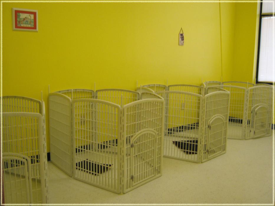 Tails Gone Wild Image