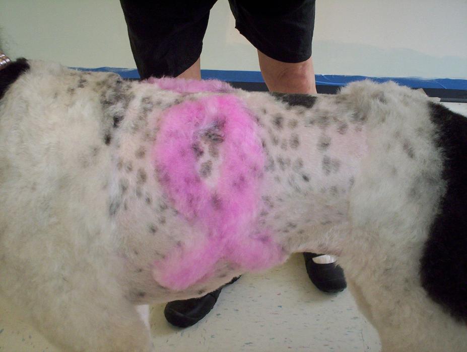 Tails Gone Wild Image