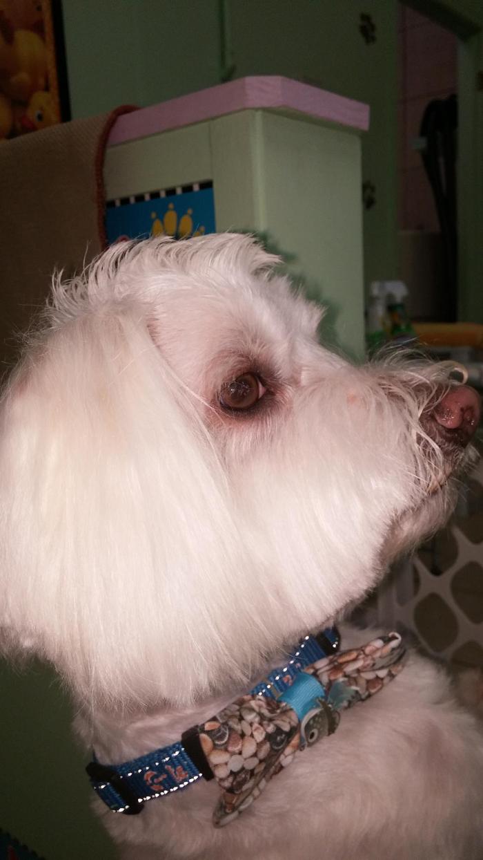 Soggy Doggy, LLC Logo