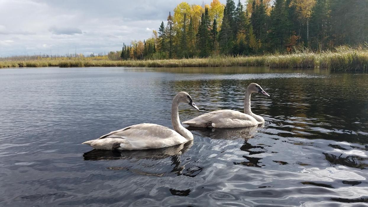 Shire in the Woods Image