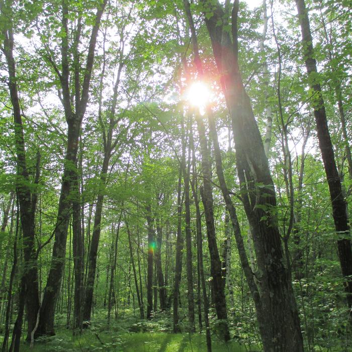 Shire in the Woods Logo