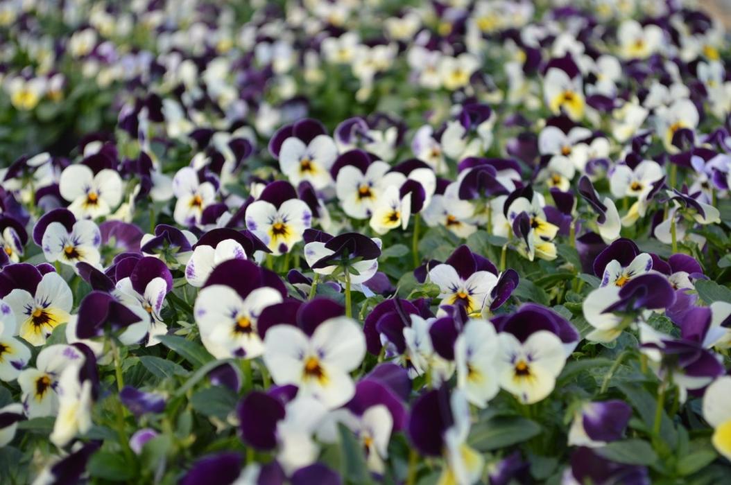 Gärtnerei Loizenbauer, Haselstraße in Hasenufer