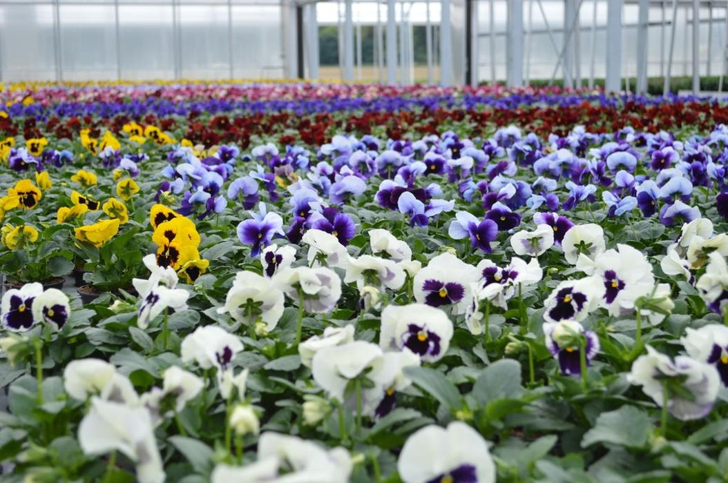 Gärtnerei Loizenbauer, Haselstraße in Hasenufer