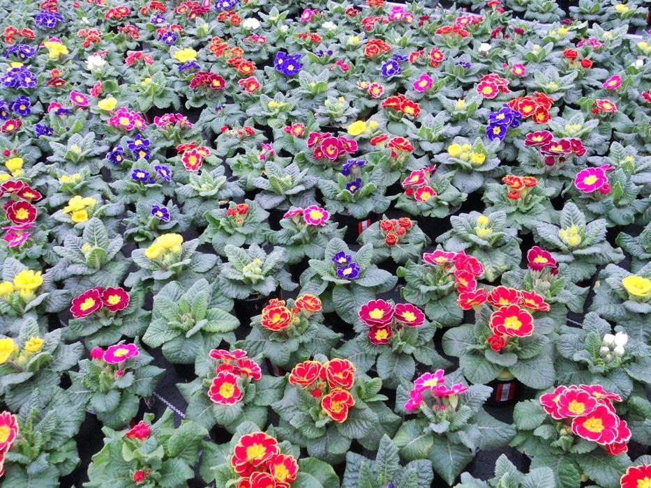 Gärtnerei Loizenbauer, Haselstraße in Hasenufer