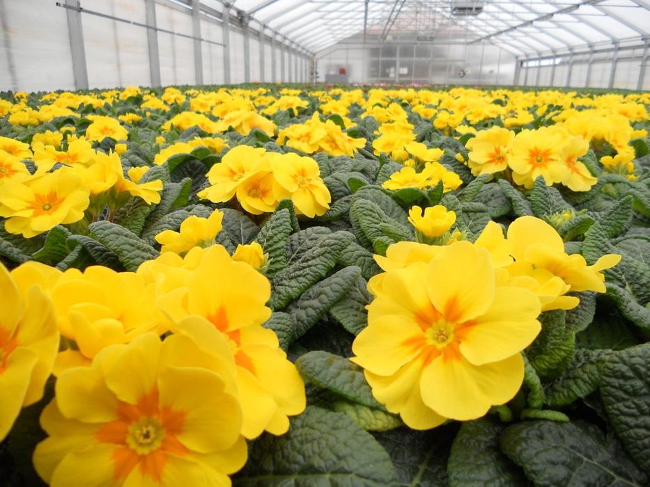 Gärtnerei Loizenbauer, Haselstraße in Hasenufer