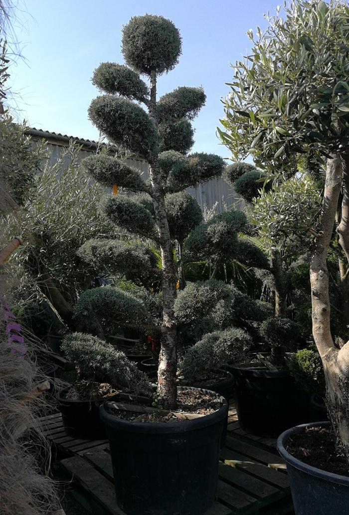 Buy a wide range of quality Topiary Trees, Sculptures and Arches online. Available in a variety of evergreen plants. Pom Pom and Spiral Trees to everything up to lifesize figure and animal sculptures.