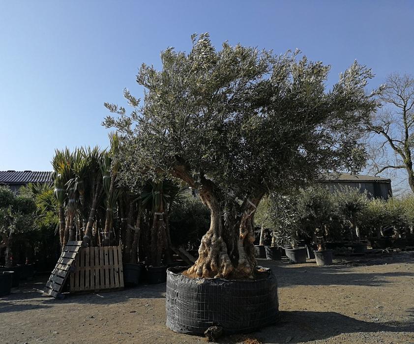 A huge range of top quality, beautiful Olive Trees for sale from The Palm Tree Company. Ancient Olive Trees, Gnarled Olive Trees, Specimen size, European, Bonsai and Pom Pom. FREE UK Delivery!