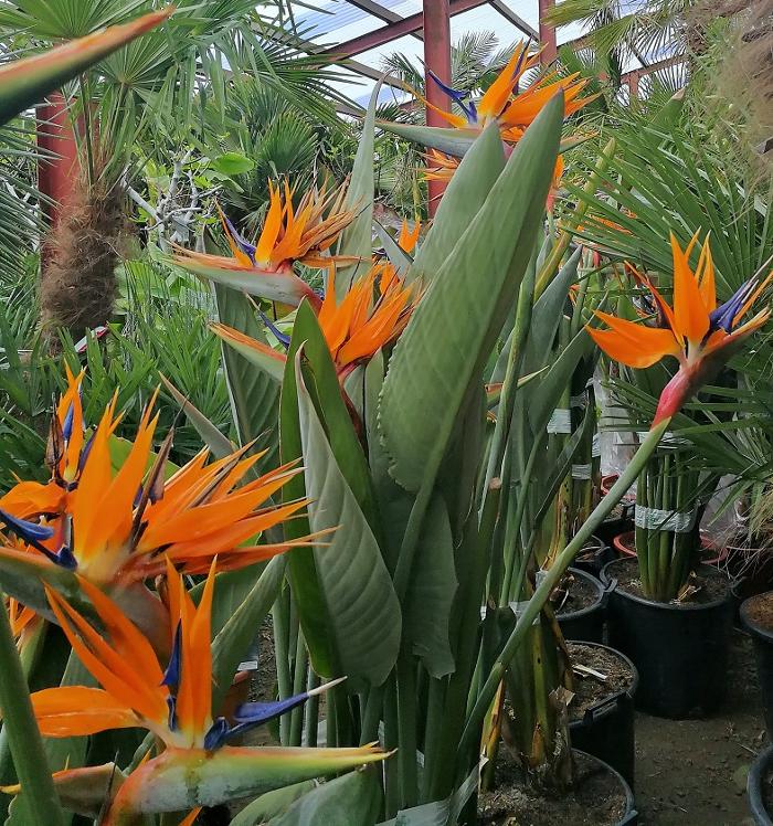 Shop a wide range of tropical and exotic flowering plants from The Palm Tree Company including Frangipani, Passiflora, Campsis Radicans, and Birds of Paradise.
