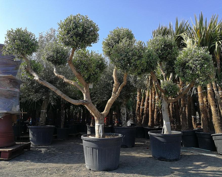 A huge range of top quality, beautiful Olive Trees for sale from The Palm Tree Company. Ancient Olive Trees, Gnarled Olive Trees, Specimen size, Bonsai and Pom Pom. FREE UK mainland Delivery!