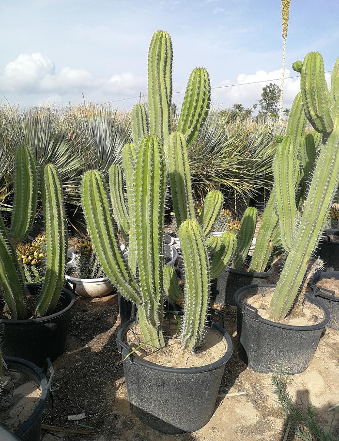 Shop Online for Large Cactus and Succulents from The Palm Tree Company. The largest range of Specimen Cactus in the UK. Premium Quality. Over 30 varieties in stock. Free UK mainland delivery.