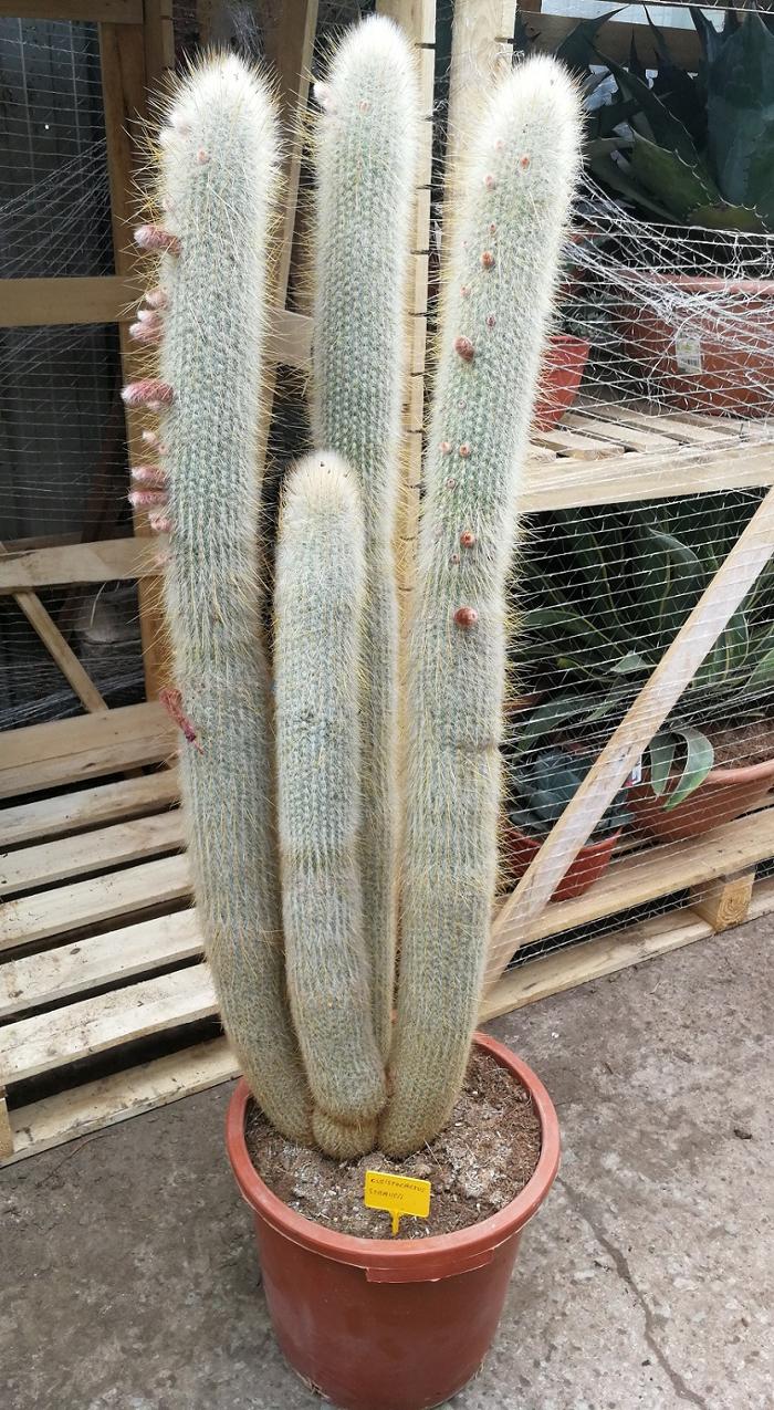 Shop Online for Large Cactus and Succulents from The Palm Tree Company. The largest range of Specimen Cactus in the UK. Premium Quality. Over 30 varieties in stock. Free UK mainland delivery.