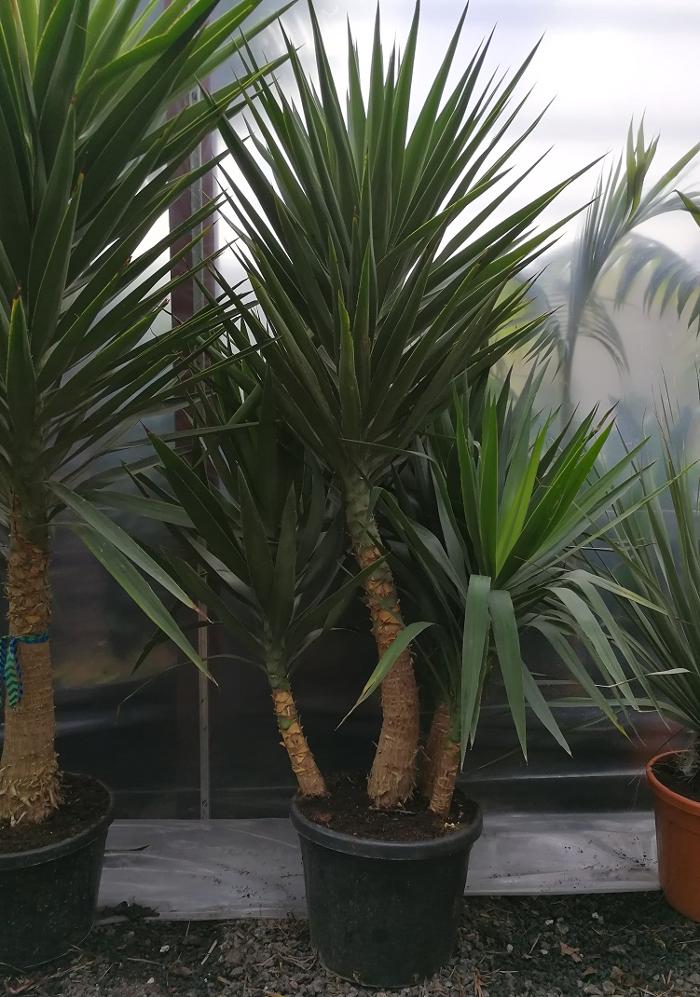 Find the widest range of premium quality large and tall House Plants, Indoor Plants and palms available to buy online in the UK at The Palm Tree Company. Free personal UK mainland delivery.